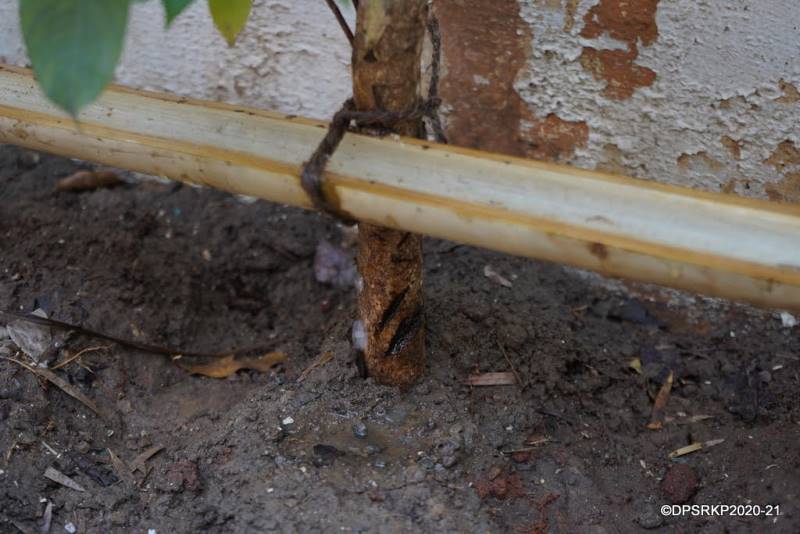 BACK TO BASICS Bamboo Drip Irrigation System Delhi Public School R. K. Puram, New Delhi